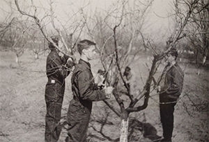 black and white picture of FFA students pruning a tree