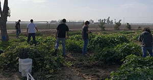 Volunteers Working on a field