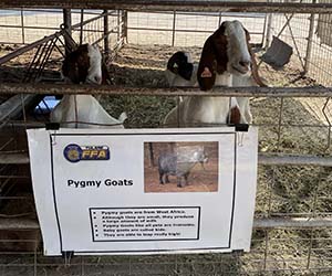 Pygamy Goats