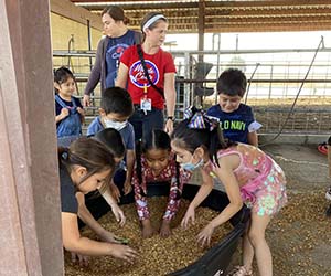 Kids digging through corn kernel tub