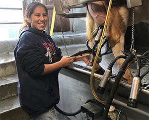 students milking a cow