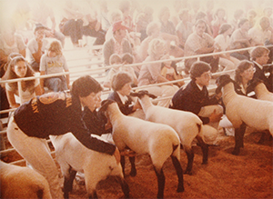 FFA members showing sheep