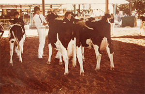 old photo of ffa students showing cows at fair