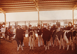 old photo of ffa students showing cows at the fair