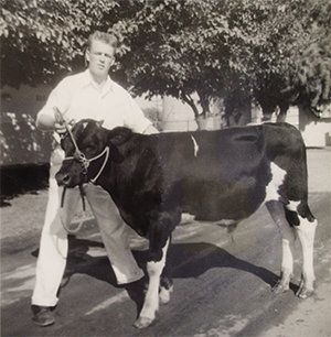 black and white photo of cow and man