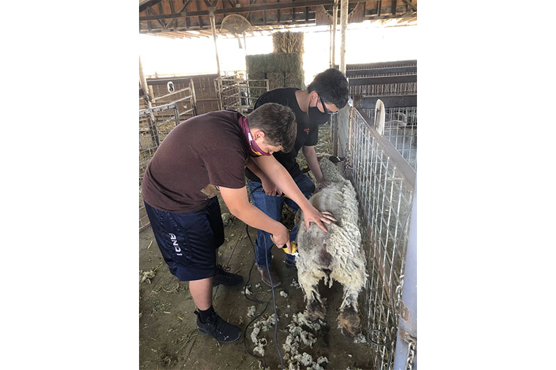 Two students shearing a sheep for wool