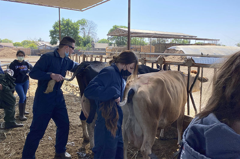 Students taking care of cows