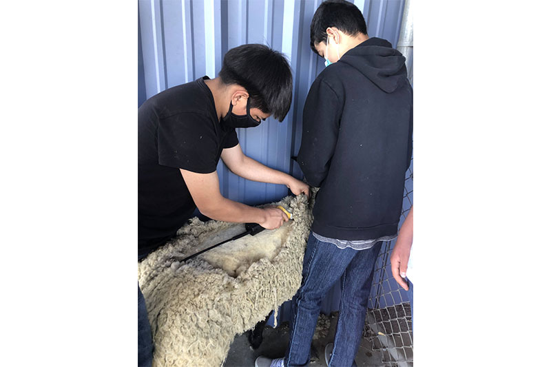 Students shearing a sheep together